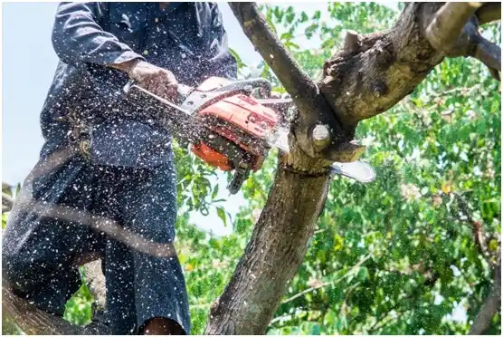 tree services Quentin